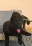 Ciobanesc german negru cu pedigree