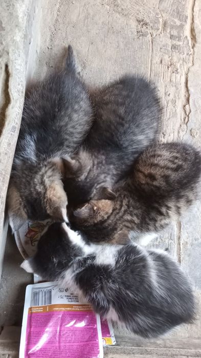 Милые котята.  Милые котята