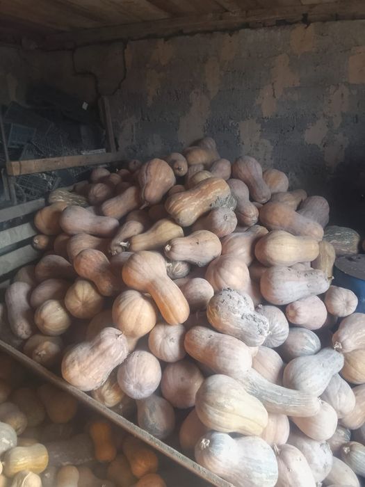 Продам тыкву мантную