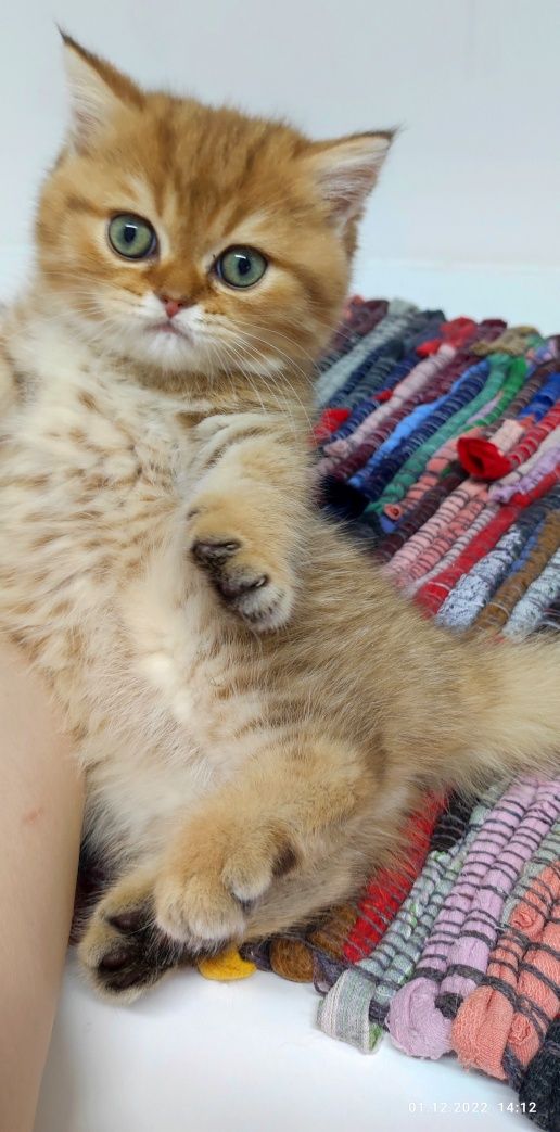 Британские котята