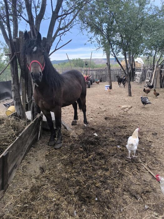 Armăsar de vânzare sau schimb