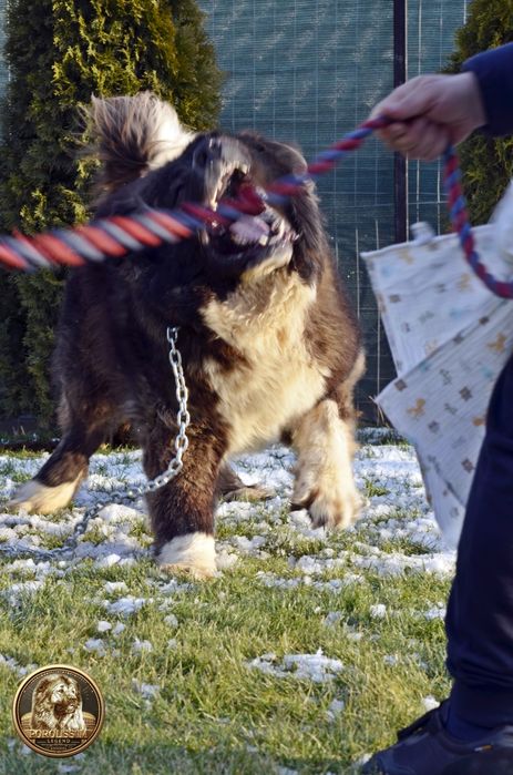 Mascul ciobănesc caucazian