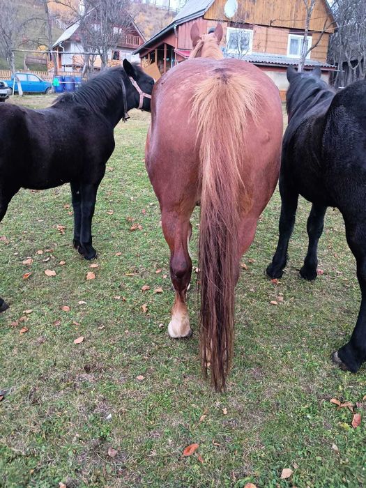 Vând iapă garantată