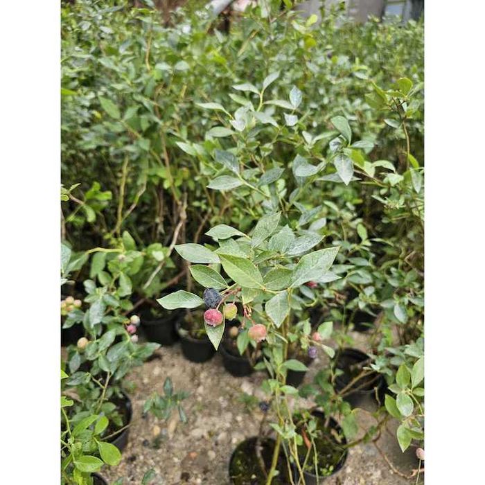 Afin Duke in ghiveci – Soi timpuriu, fructe mari. 80-100cm
