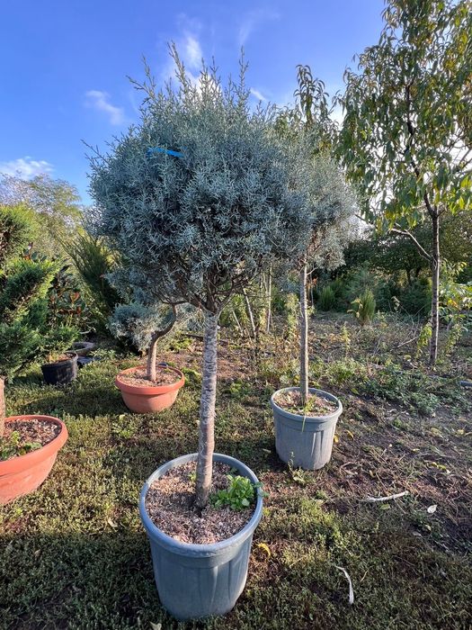 Vând Yucca rostrata,Cedru,artar japonez,bonsai,