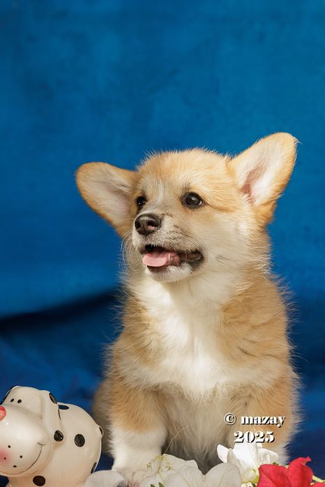 Щенки вельш корги пемброк