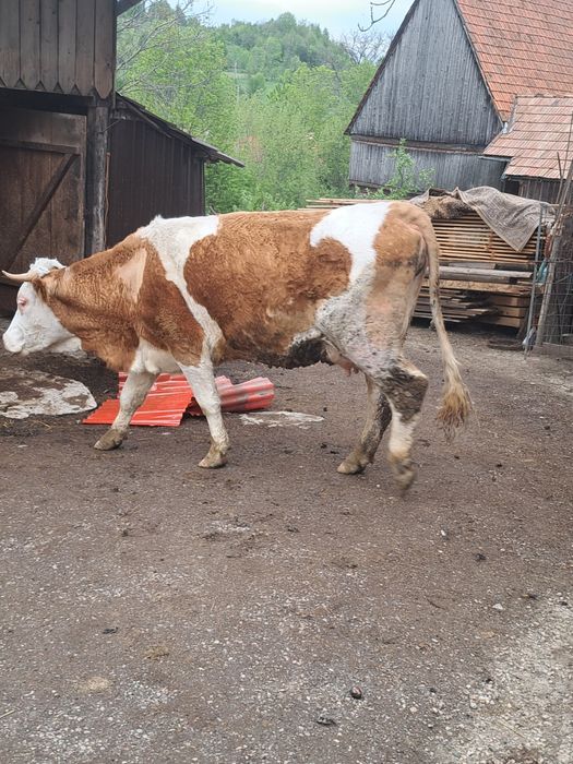 Vaci de vânzare,  județul cluj