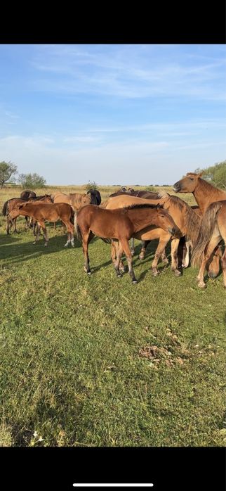 Продам 10 голов жеребят оптом!