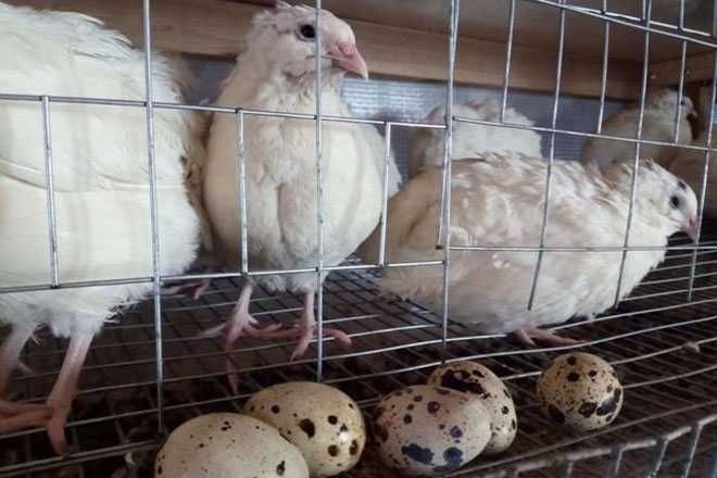 Яйцо перепелиное свежее домашнее пищевое.