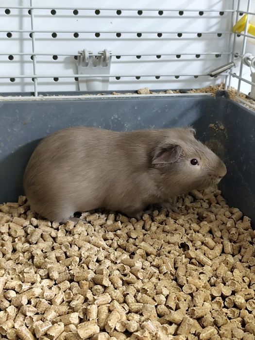 Продаются морские свинки