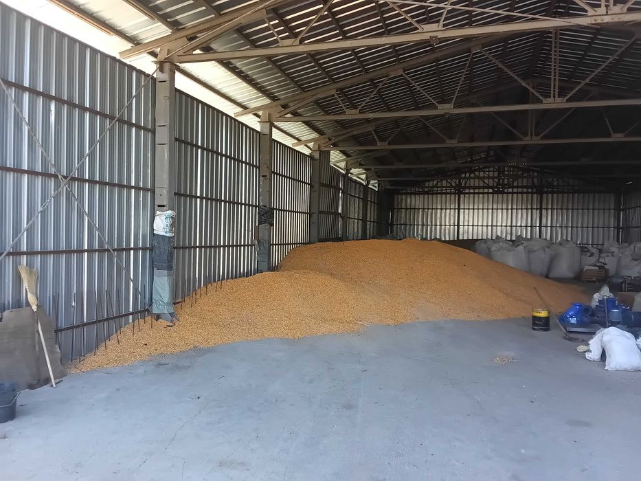 Царевица реколта 2025