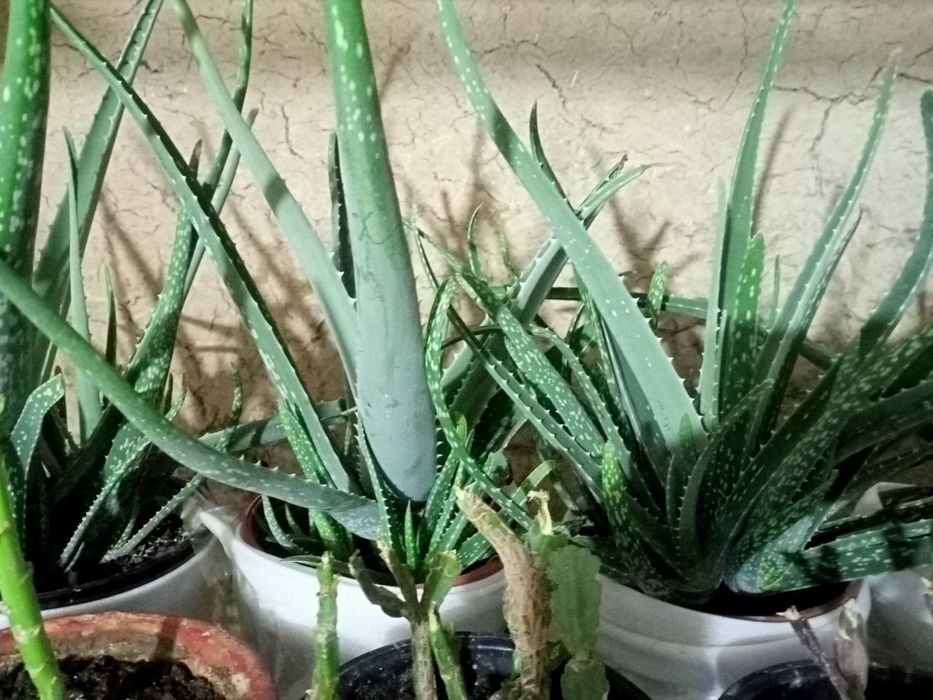 Aloe 40 mingdan .