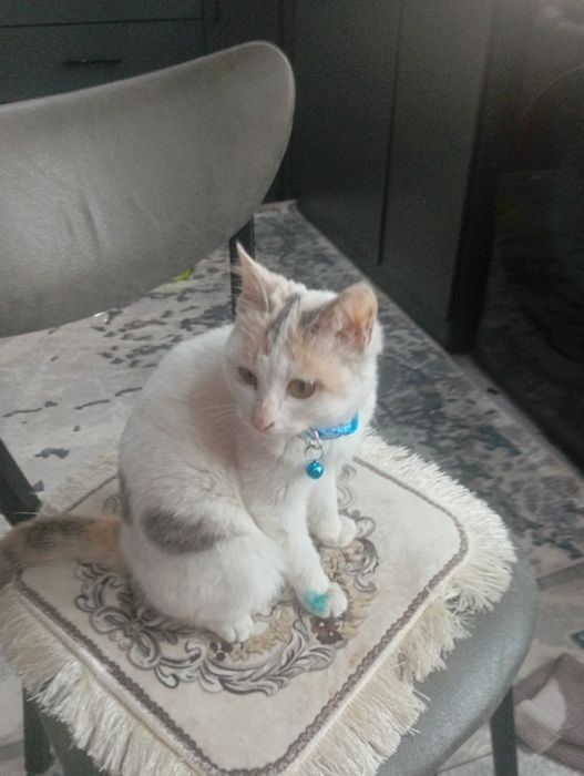 Xadiyaga mushuk beriladi