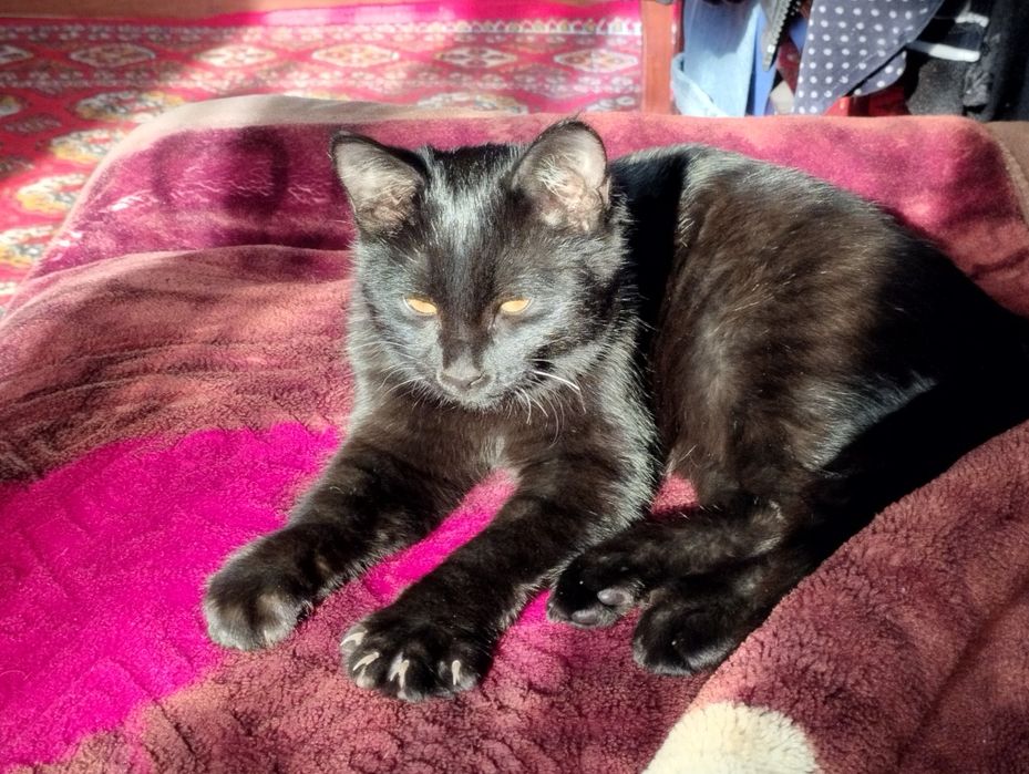 котёнок в поисках любви