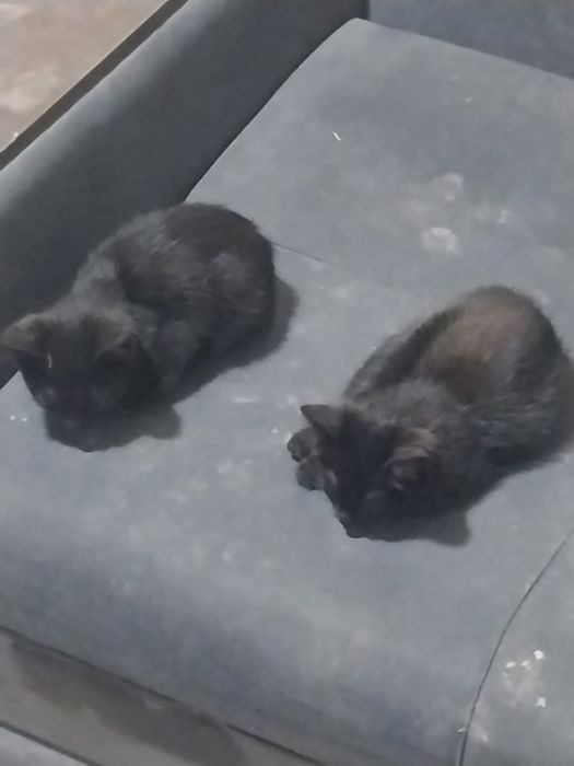 Котенок бесплатно мальчики