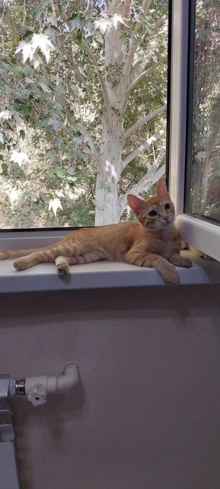 Ширингина мушукча 4 ойлик