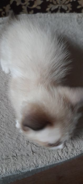 Скоттиш страйт девочка кофейного раскраса