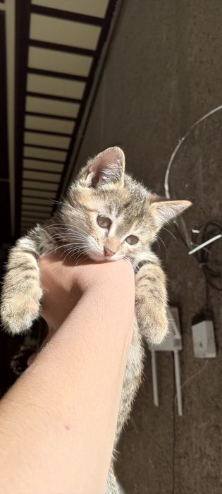 Кошка есть 2 штук девочки
