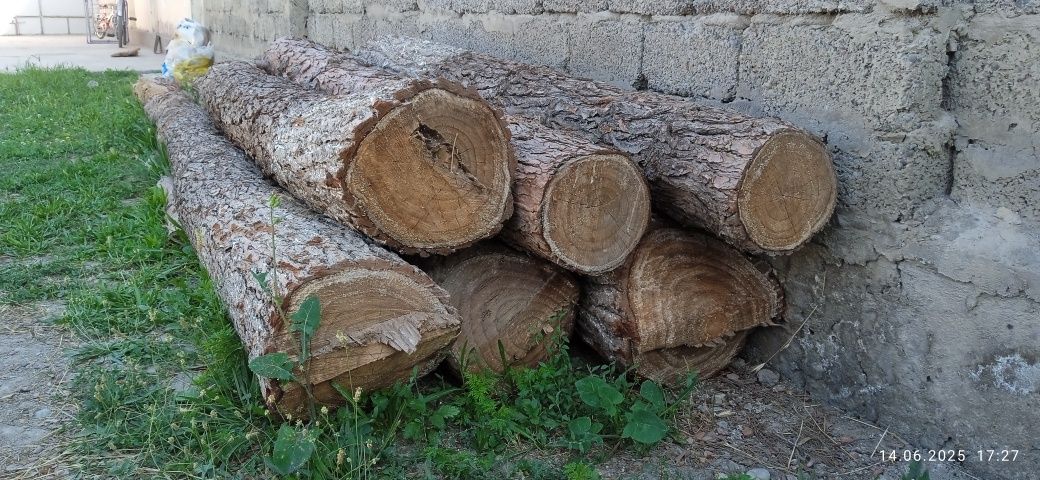 Сосна-арча тусинлари сотилади