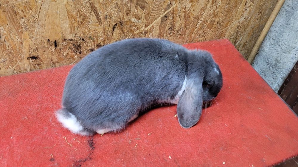 Iepuri berbec german