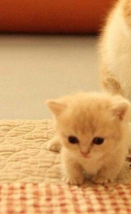 Манчкин кремового окраса