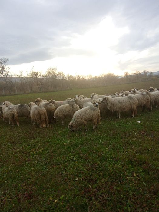 Vând 40 de oi și 1 berbec