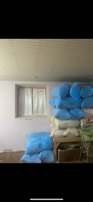 Apilka tol daraxtidan chiqgan