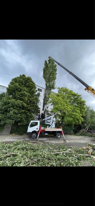 Taieri/toaletari/doborari arbori de orice dimensiuni