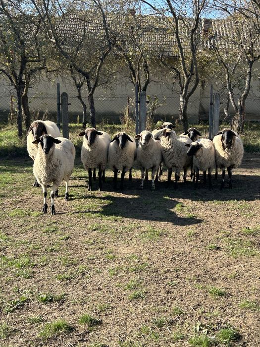 Vand oi metis suffolk si carabas