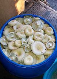 Продам оптом соленные грибы грузди ( Кокшетауские). 900 кг в наличии