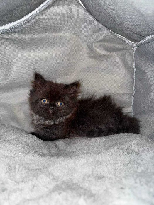 Munchkin (Манчкин) тоза зотли, калта оёқли мушукча сотилади