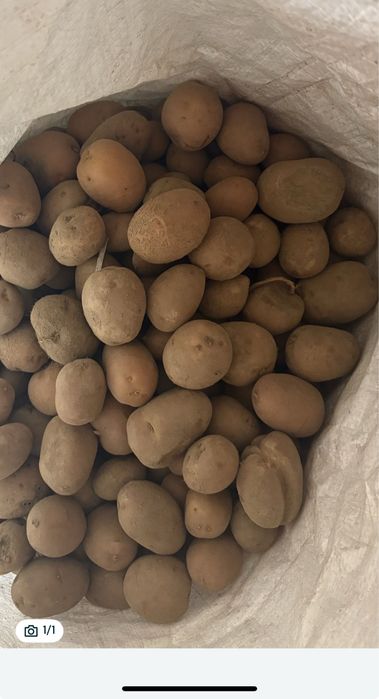 Cartofi pentru animale !!
