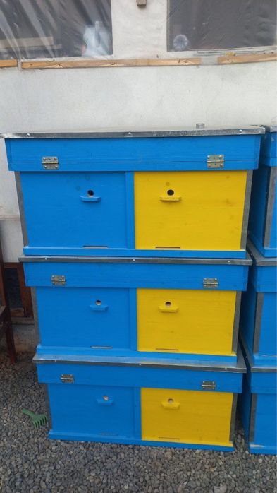 Asalari uyalari пчёл