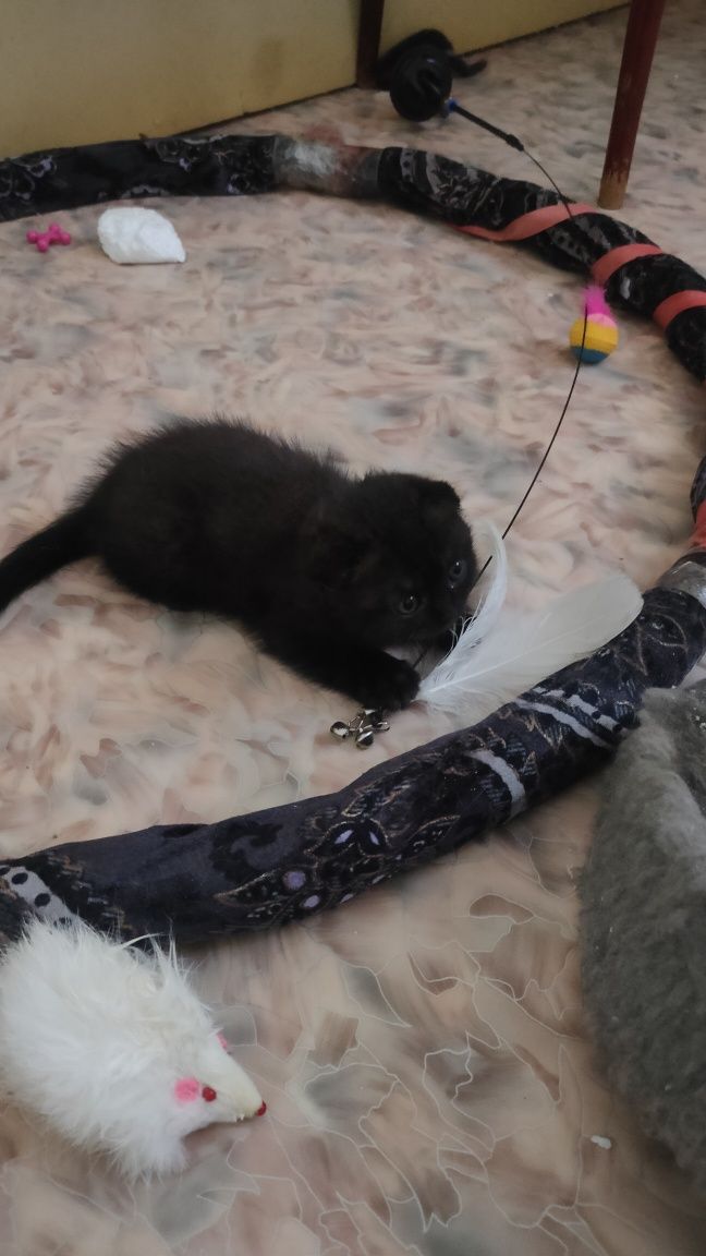 Продам котёнка девочку