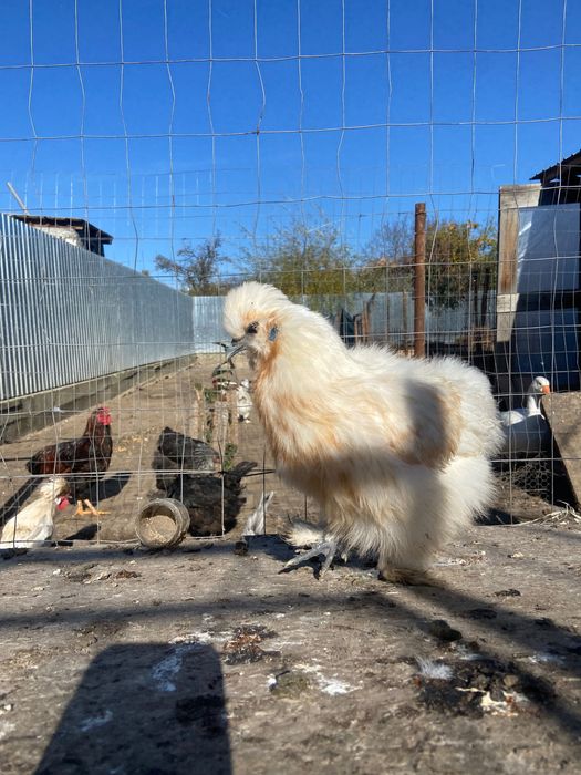 Pereche mătase japoneză