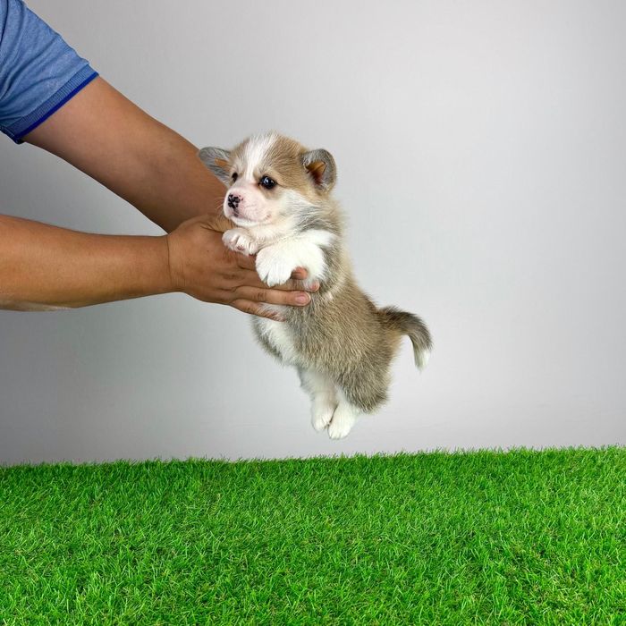 Pui Welsh Corgi Pembroke cu pedigree