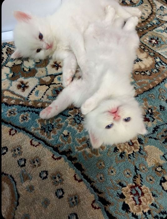 Продается котята