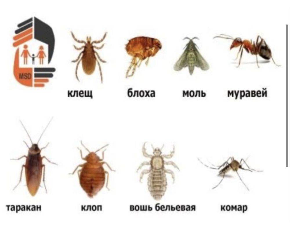 Дизенфекция 24/7 с гарантией