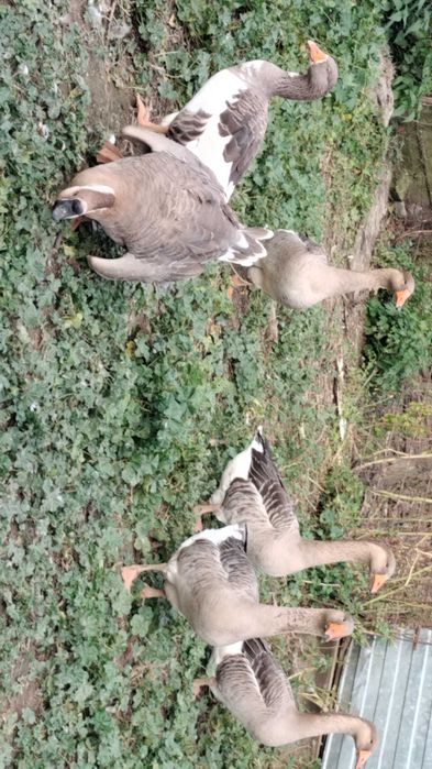 Vând gâște tinere