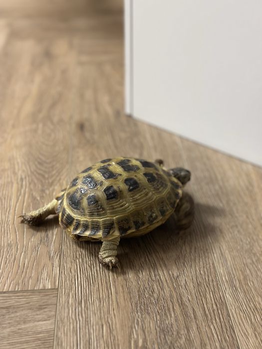 Сухопутная черепаха