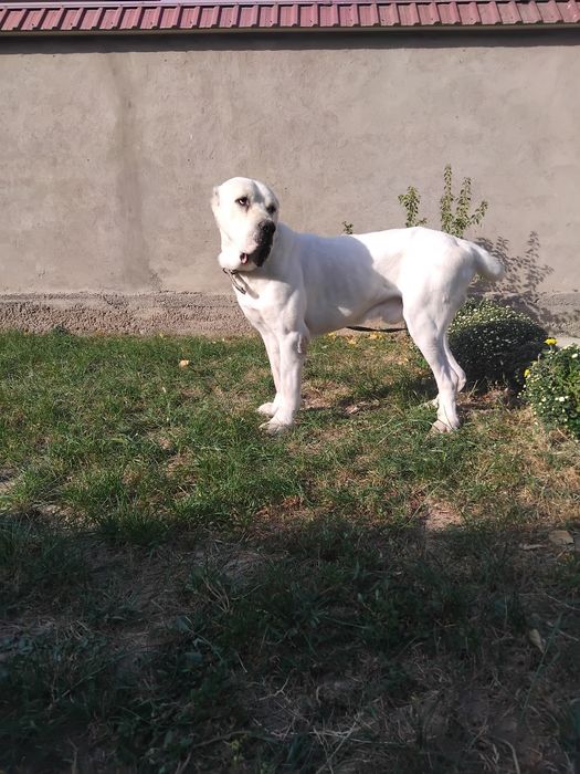 Алабай чистокровный вязка 150$