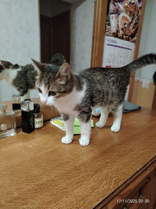 Котик подросток 7 месяцев