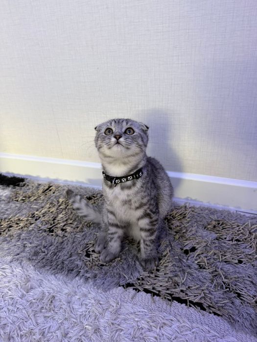 кошка шотландский
