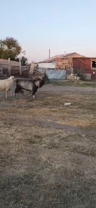 Продам козла. Теке сатамын
