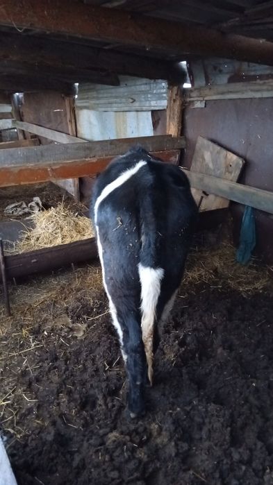 Обмен на жеребят