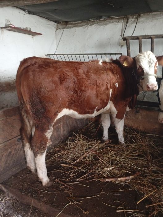 Vând juninca de tinut