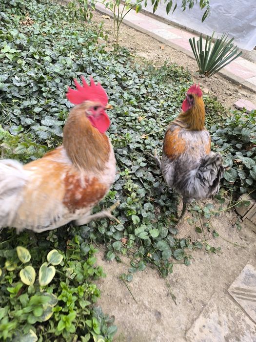 Ikta horoz bor damashniy