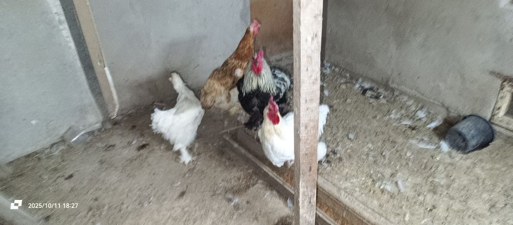 Продам 2х петухов Брахма 2х летние