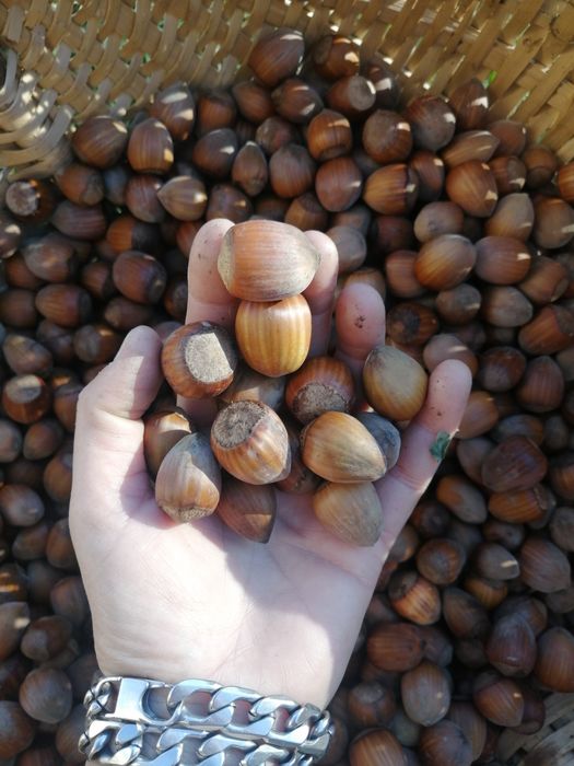 Alune de pădure de cultură