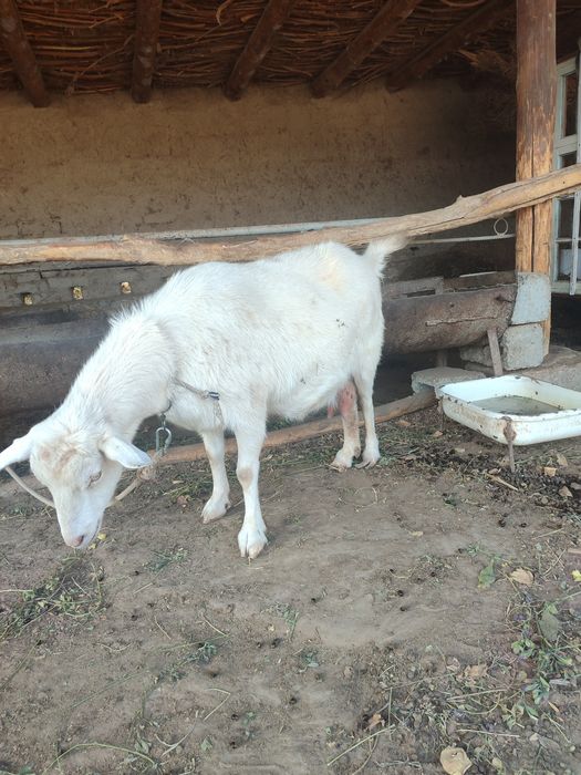 Занин зотли эчкилар сотилади.онаси ва 7 ойлик 2 та боласи